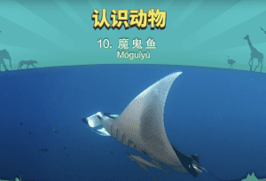 认识动物 10： 魔鬼鱼