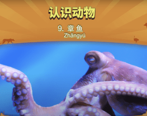 认识动物 9： 章鱼