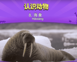 认识动物 8： 海象