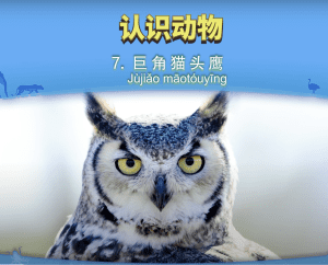 认识动物 7： 巨角猫头鹰