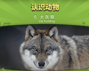 认识动物 6：大灰狼