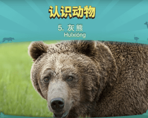 认识动物 5：灰熊