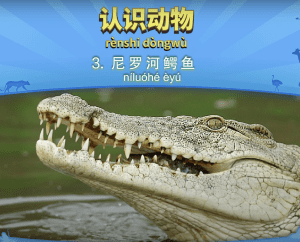 认识动物 3：尼罗河鳄鱼