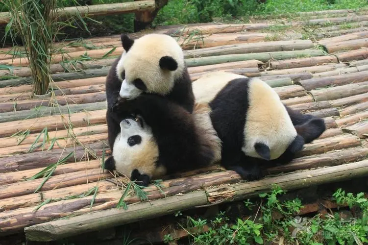 แพนด้า